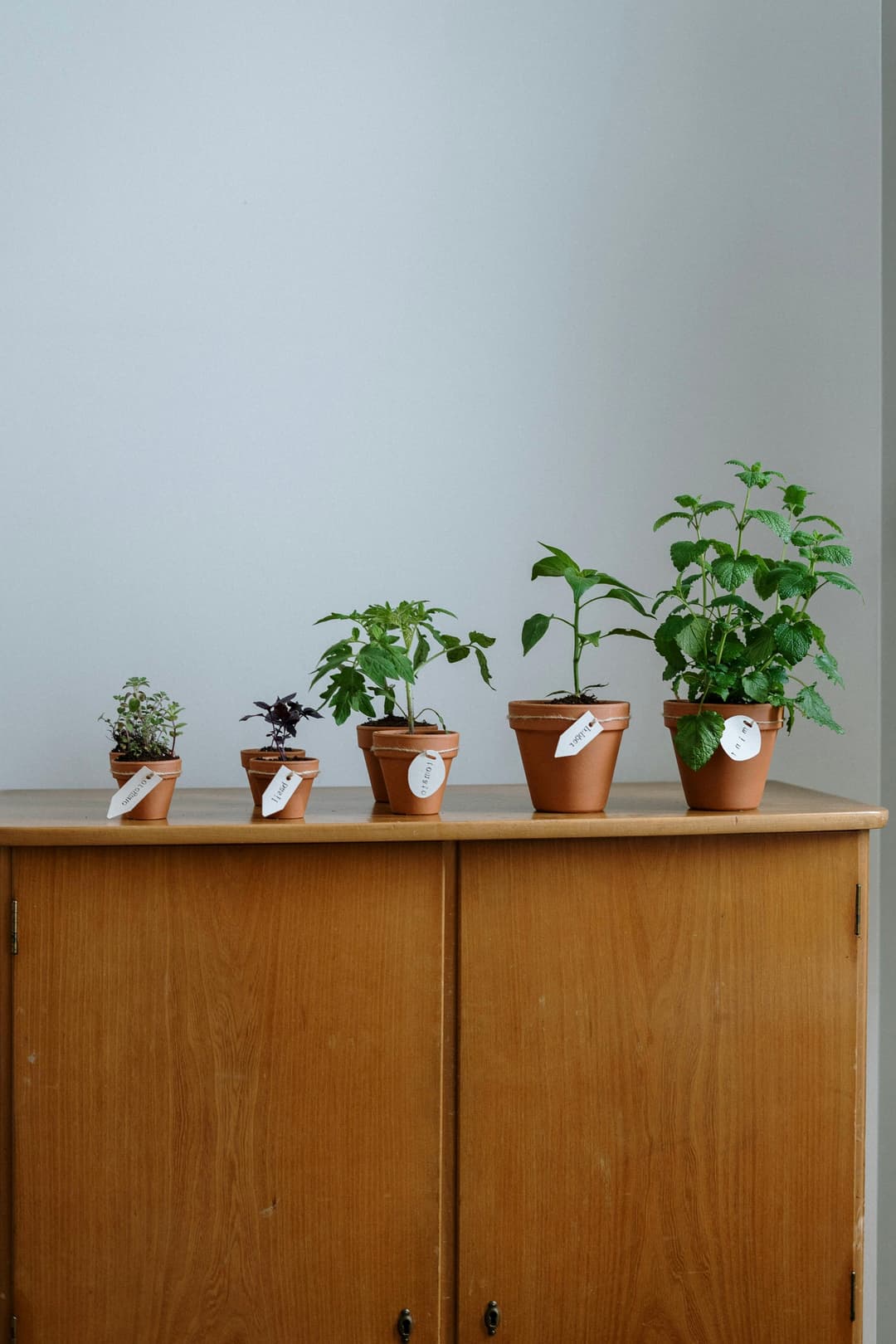 Brand plants